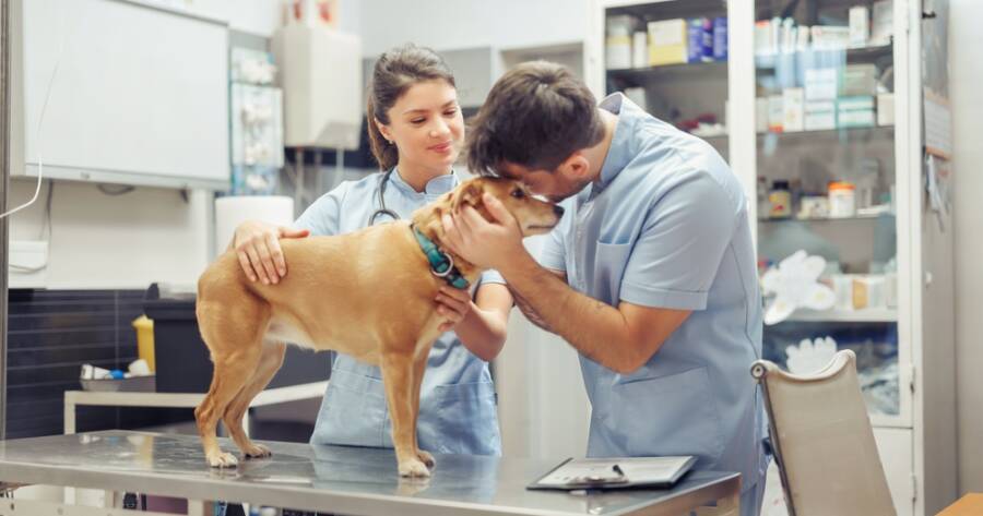 Understanding Affordable Veterinary Care for All Communities